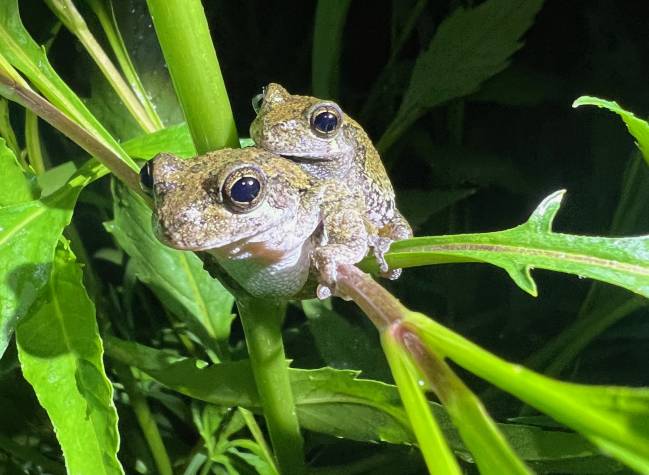 Ranas arbóreas grises de Cope en amplexo