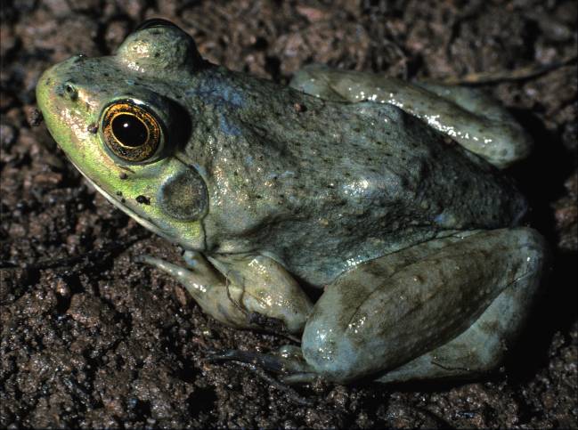 Rana toro, Lithobates catesbeianus. / Mario García París (MNCN)