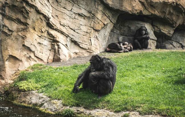 Pareja de primates no humanos 