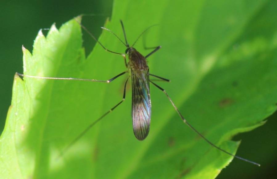 Culex pipiens