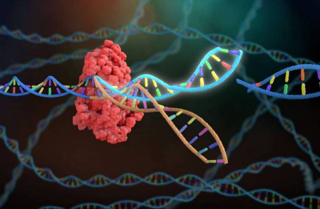 nucleasas CRISPR