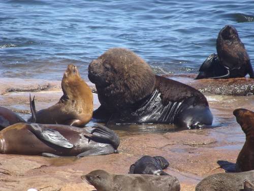 La dieta y el papel ecológico de los grandes vertebrados marinos del extremo meridional del continente americano difieren notablemente de como eran originariamente. Imagen: Massimiliano Drago, UB-IRBio