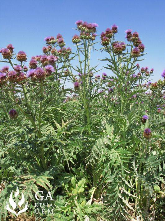 Cultivo de Cynara en el mes de julio. Fuente: MD Curt- Grupo de Agroenergética.