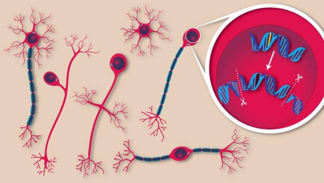 Ilustración de la edición genética en neuronas. 