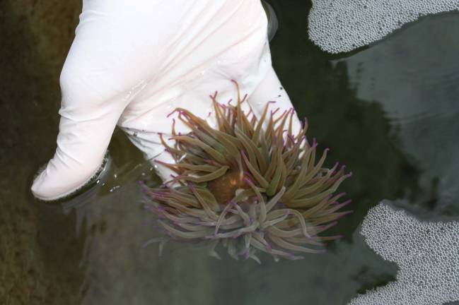 ‘Ortiguilla de mar’, cultivada en cautividad por la spin off de la UGR iMare Natural S.L.