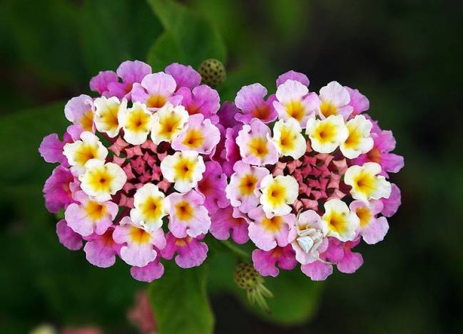 Entre las plantas más invasivas se encuentra la 'Lantara cárnara', en la imagen / Wikipedia.