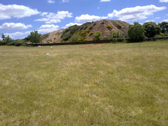 Una investigación del IRNASA en la antigua explotación de wolframio de Barruecopardo alerta sobre la exposición del ganado al arsénico debido al suelo y las plantas que ingiere