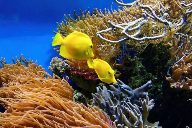Imagen de peces en un arrecife de coral