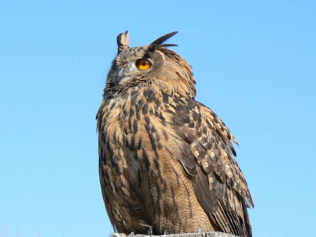 Ejemplar de búho real (Bubo bubo). Imagen: HaSHe