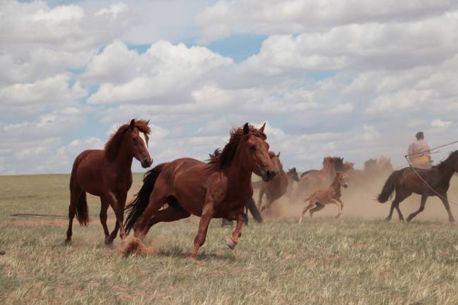 Una manada de caballos