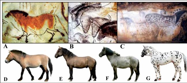 Caballos moteados en el paleolítico europeo