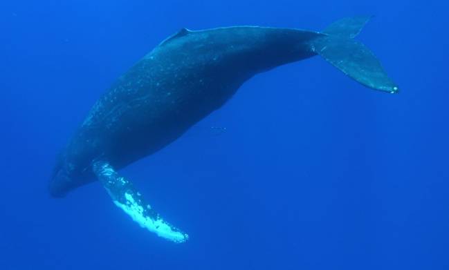 Ballena jorobada