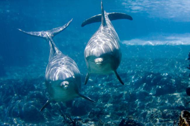 Delfines. Imagen: jeffk42