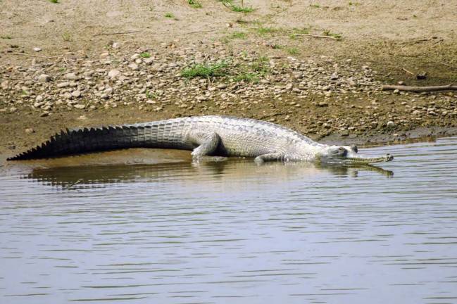 Gavial