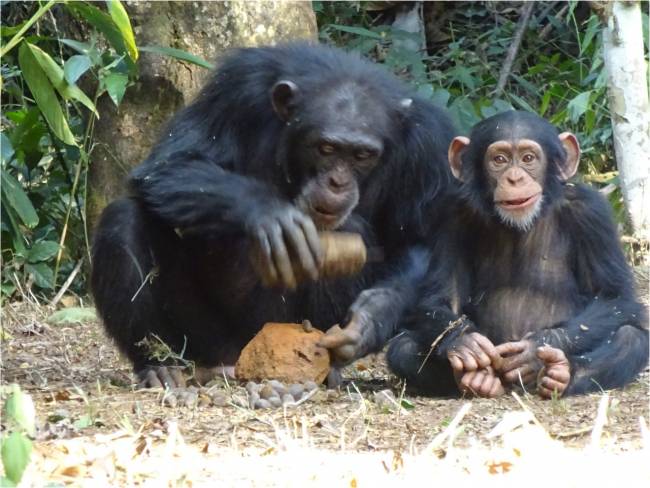 Una chimpancé hembra adulta parte una nuez junto a su hijo pequeño