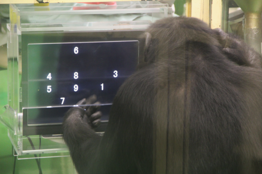 chimpancé