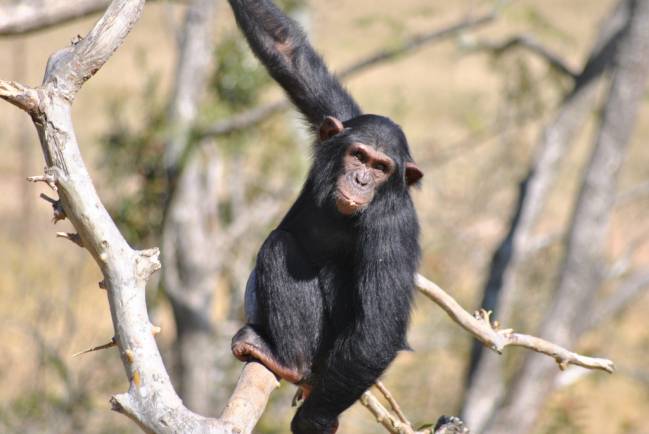 Según el estudio, los chimpancés son altamente cooperativos en su medio. Imagen: Afrikaforce.  