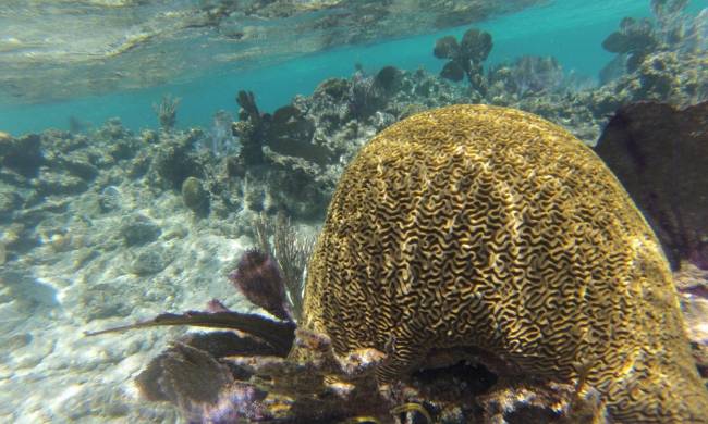 Un arrecife de coral