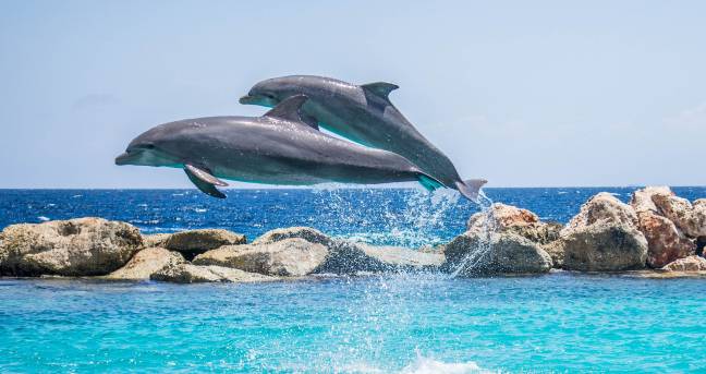 delfines