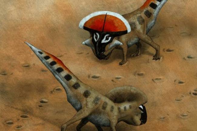 Reconstrucción de jóvenes ejemplares de Protoceratops andrewsi exhibiendo su gola. / Rebecca Gelernter/QMUL
