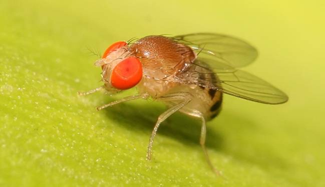 Atlas de los tipos de célula de la Drosophila