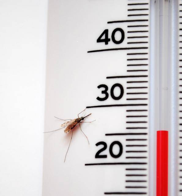 mosquito