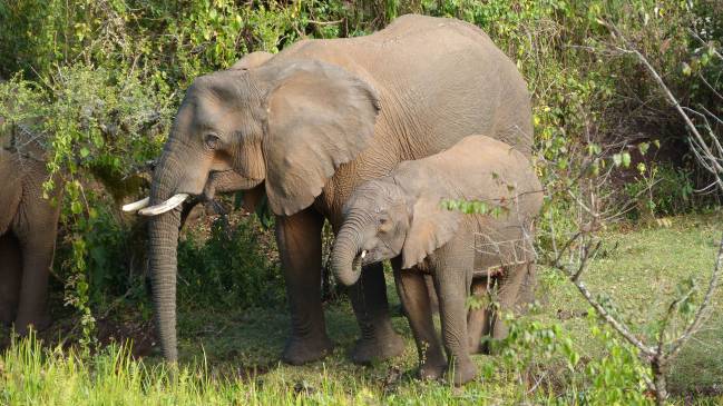Madre elefante junto a su cría en el Parque Nacional Monte Elgon