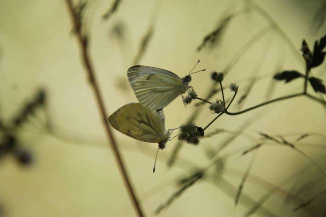 Mariposa Pieris napi