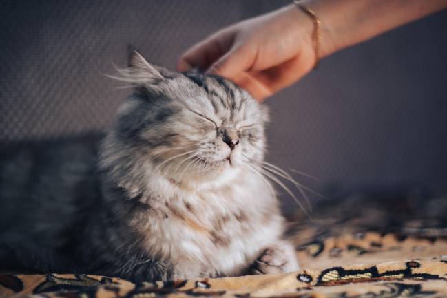 gato acariciado por su dueño