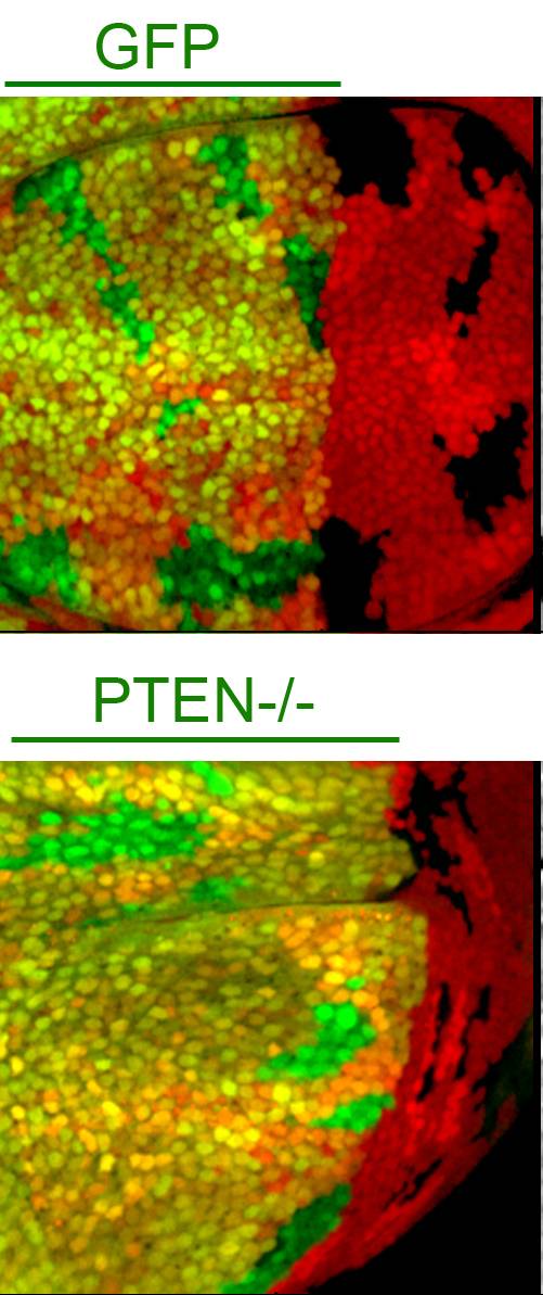 PLoS Biology_Marco Milán