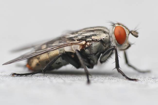 Estos estudios demuestran que, a pesar de que en la dotación de genes los mamíferos no se diferencian tanto de los insectos, sí tienen una mayor complejidad en cómo regulan su función. Nick Bradsworth