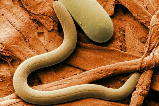 Nematodo (‘Heterodera glycines’), parásito de la planta de soja (‘Glycine max’)/ Wikipedia.