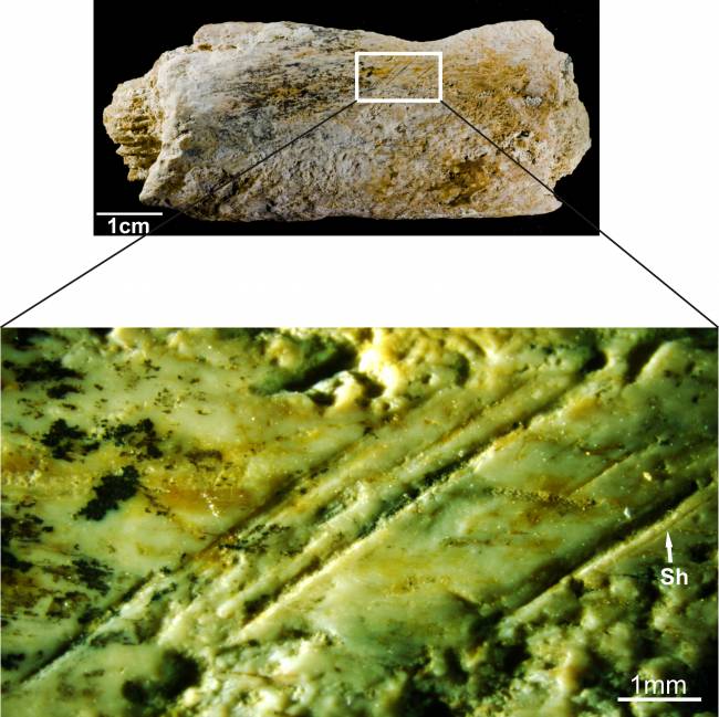 Hallan las primeras evidencias de uso de herramientas de piedra para la extracción de carne animal en el yacimiento de El-Kherba (Ain Hanech), en Argelia