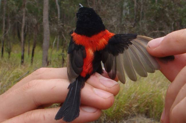 Maluro dorsirrojo con plumaje rojo y negro