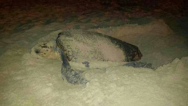 El nuevo trabajo rompe la visión más clásica sobre el comportamiento reproductor de la tortuga boba. Foto: UB-IRBio
