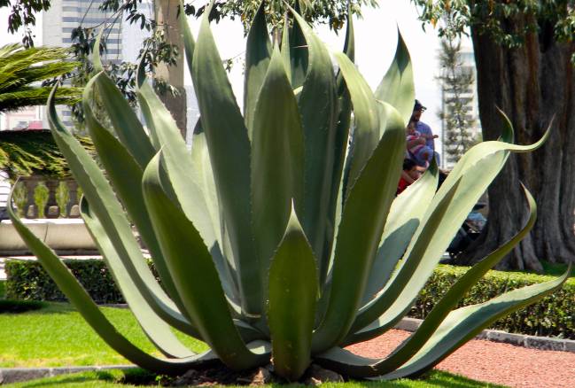 Planta de maguey (Agave salmiana). / Marisol Correa-Ascencio 