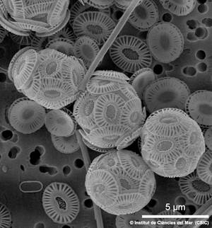 Algas cocolitoforales.Imagen: Lluïsa Cros, Instituto de Ciencias del Mar, CSIC.