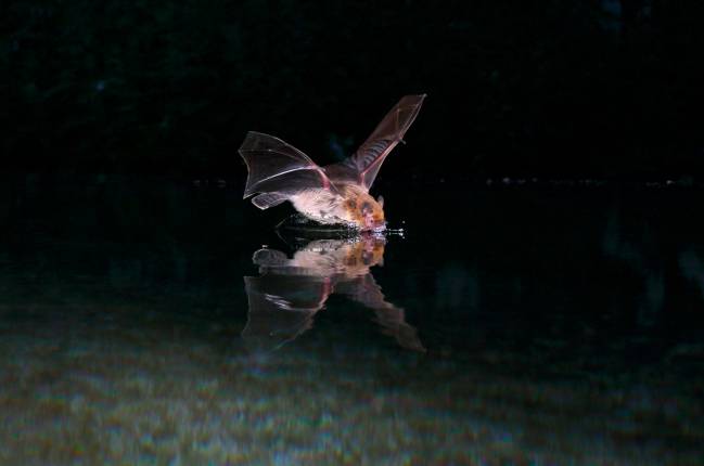 El murciélago de Kuhl es una especie que pesa solo seis gramos