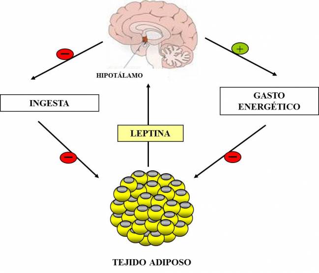 La leptina en la infancia