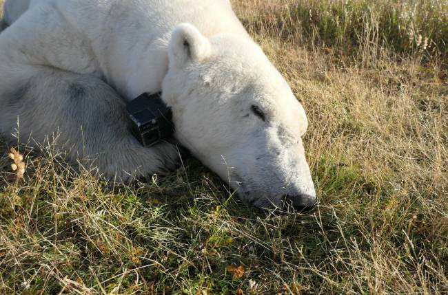 oso polar con cámara y GPS de seguimiento