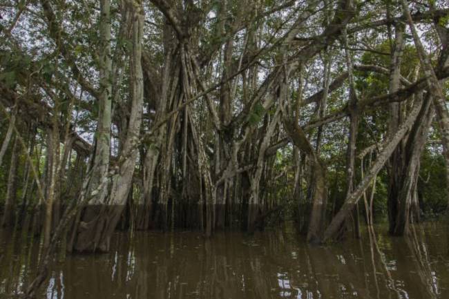 Imagen del Amazonas donde llega el agua en uno los bosques que se inundan periódicamente llamados várzeas. / Ximo Fernández