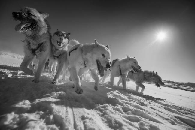 Perros de trineo