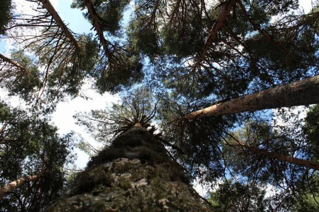 Imagen de Pinos de Navacerrada