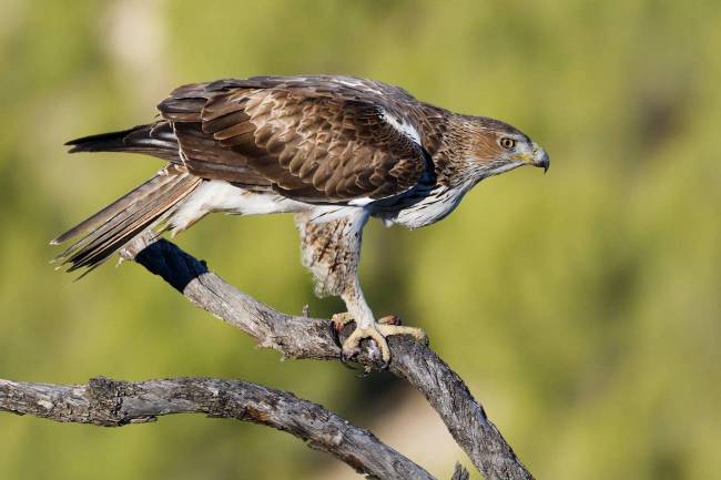 águila perdicera