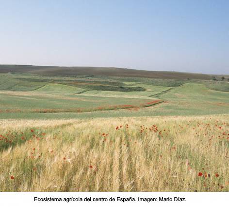 Ecosistema agrícola