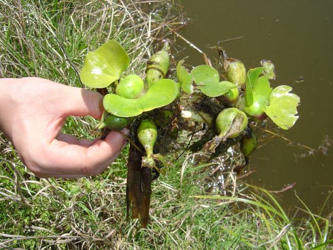 Una especie exótica que se establece en un ecosistema natural o seminatural y amenaza la diversidad biológica nativa.