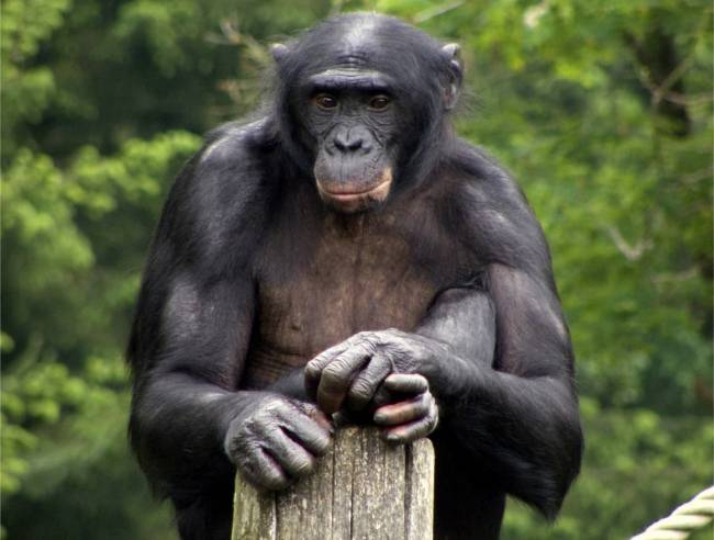 bonobo