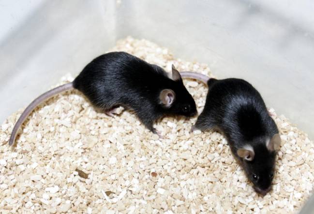 gripe aviar, estudio en ratones