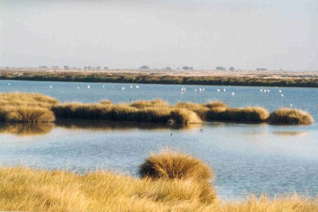 Humedales en Doñana