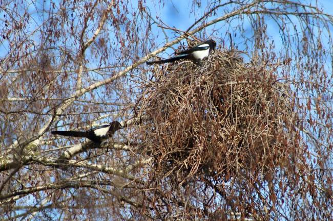 Urraca en árbol